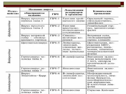 Характеристика герпесвирусов