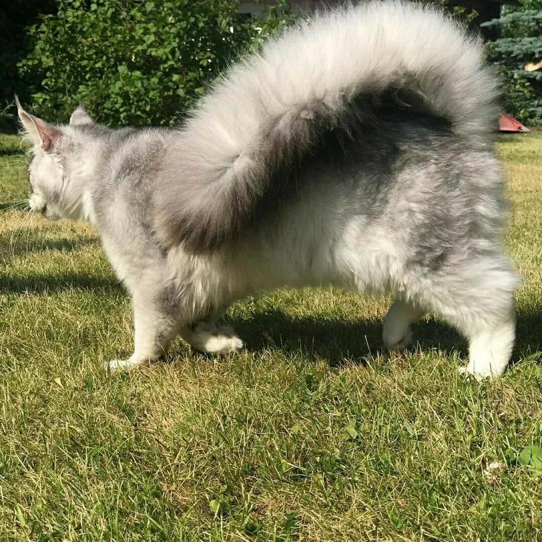 Tail like
