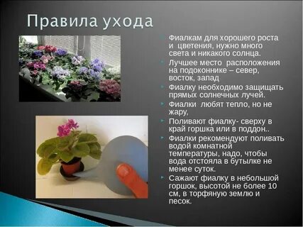 Домашний цветок фиалка как ухаживать