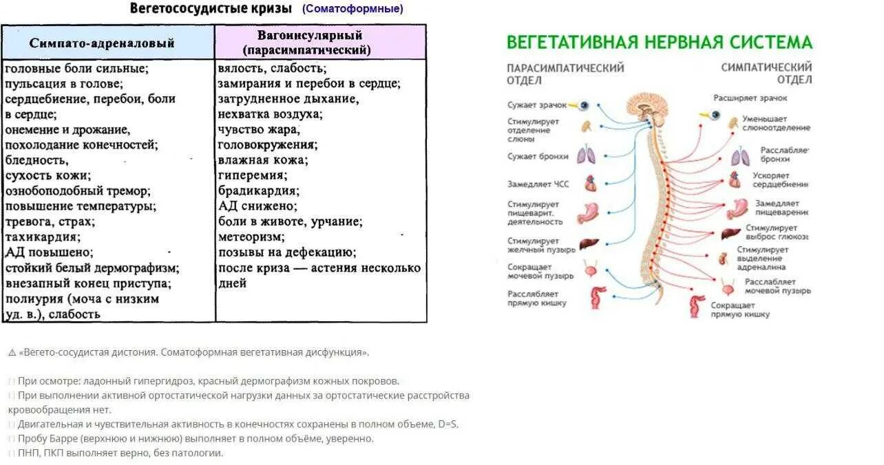 Всд паническая атака невроз. Таблица болезни вегетативной нервной системы. Симптомы поражения симпатической нервной системы. Синдромы заболевания вегетативной нервной системы. Вегетативные кризы симпатический и парасимпатический.