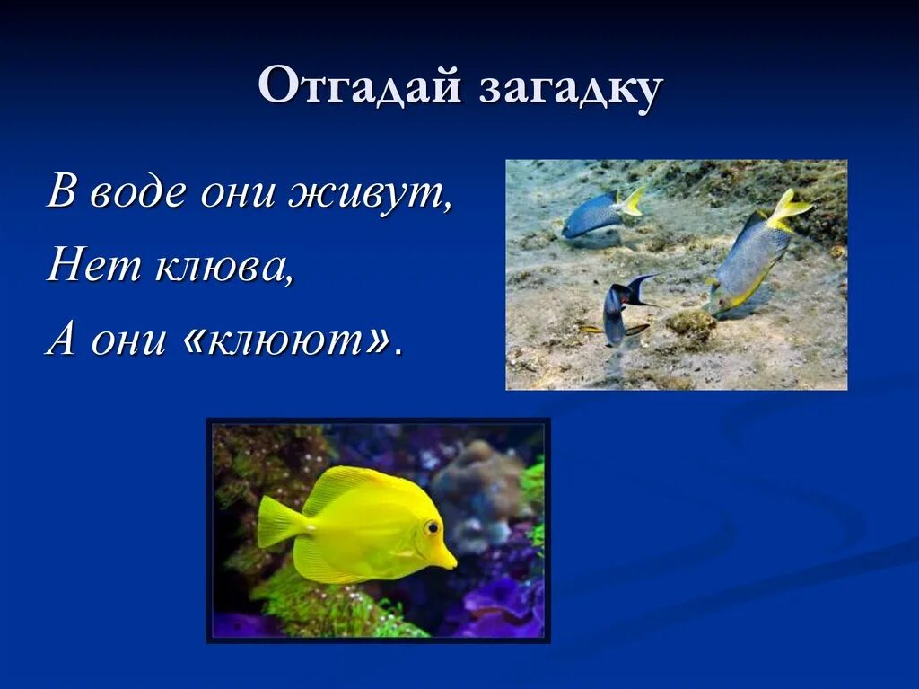 Загадка в воде живет. Загадки о водных организмах. Загадки про водную среду. Загадка про воду. Отгадай загадку вода.