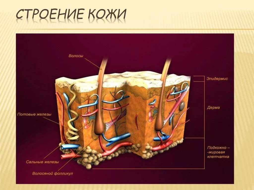 Урок кожа 8 класс биология. Строение кожи. Кожа анатомия презентация. Кожа человека. Кожа и ее производные строение.