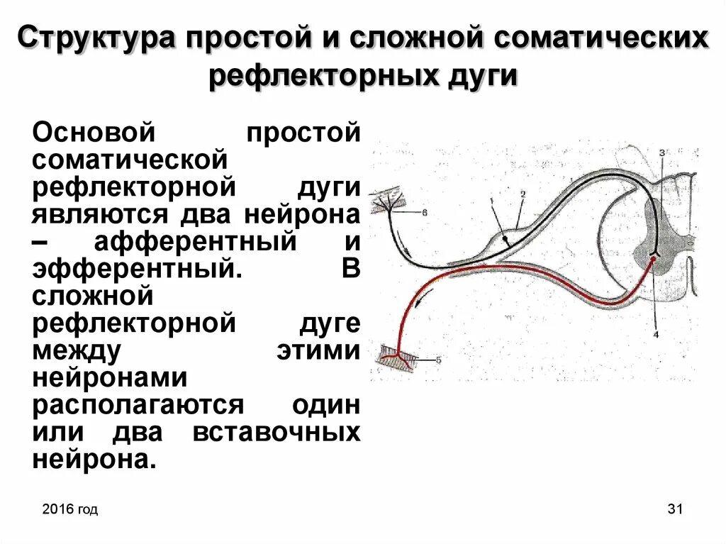 Рефлекторная дуга соматического рефлекса. Трёхнейронная соматическая рефлекторная дуга. Строение простой и сложной рефлекторной дуги. Структура соматической рефлекторной дуги.