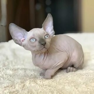Как выглядят котята сфинкса