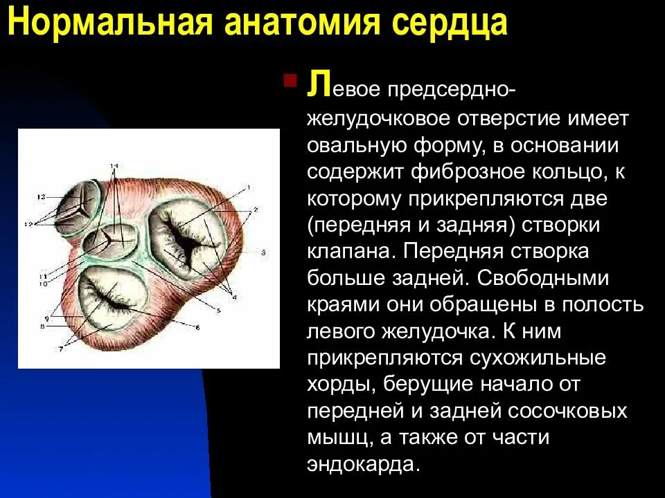 Левое предсердно-желудочковое отверстие. Предсердно желудочковое отверстие анатомия. Фиброзные кольца предсердно желудочковые отверстия. Створки предсердно желудочкового клапана. Клапан правого предсердно желудочкового отверстия