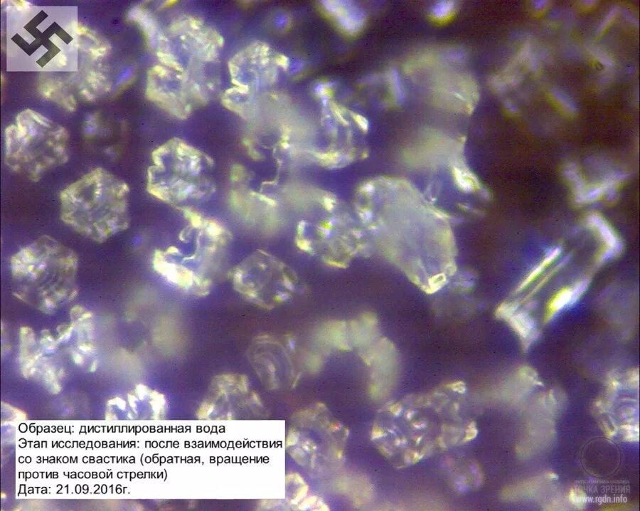 Дистиллированная вода под микроскопом. Фильтрованная вода под микроскопом. Вода под микроскопом до фильтрации и после. Капля дистиллированной воды под микроскопом. Клетки находятся в дистиллированной воде