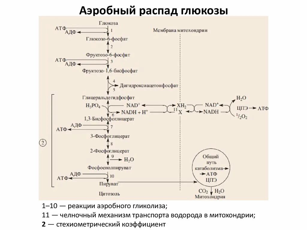 Окисление фруктозы последовательность. Общая схема процесса распада Глюкозы. Общая схема распада Глюкозы биохимия. Аэробный гликолиз схема процесса биохимия. Аэробный гликолиз схема процесса.