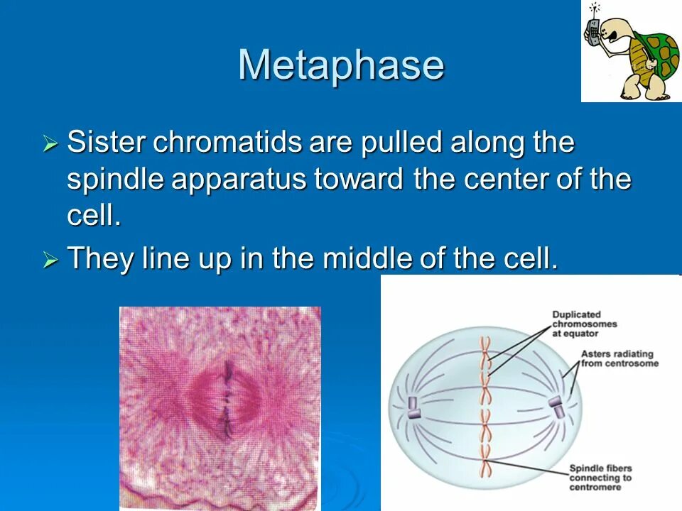 Прометафаза. Spindle Biology. What happens after metaphase Apex. Proteus Syndrome causes unchecked Cell growth ￼.