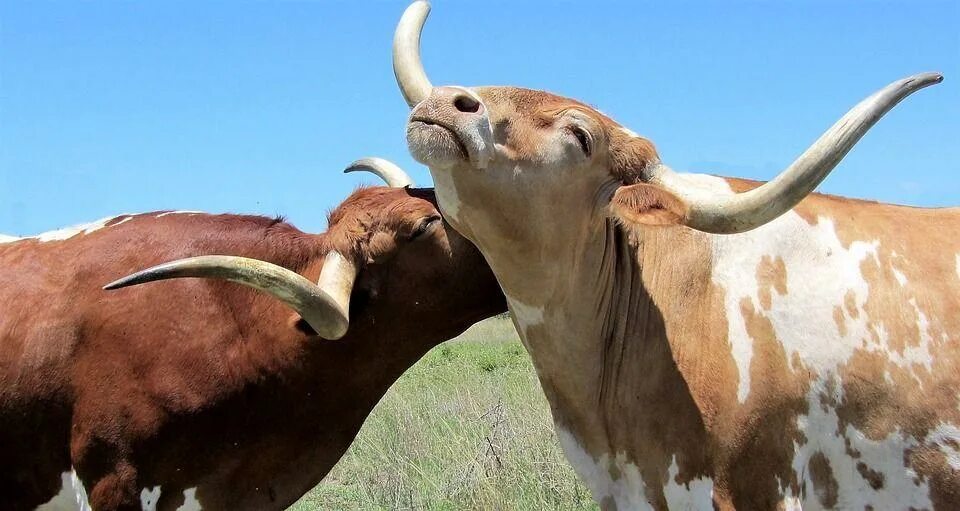 Бики картинки. Техасский лонгхорн. Техас Лонгхорнс бык. Рога коровы. Красивый бык.