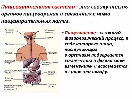 Пищеварение состав