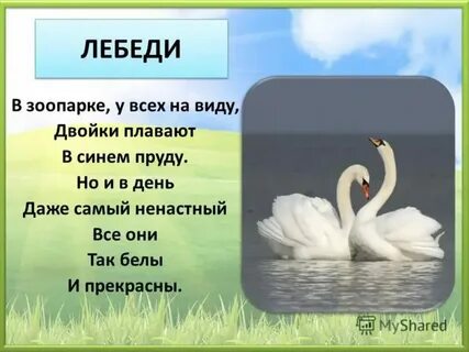 Стихи песни лебеди