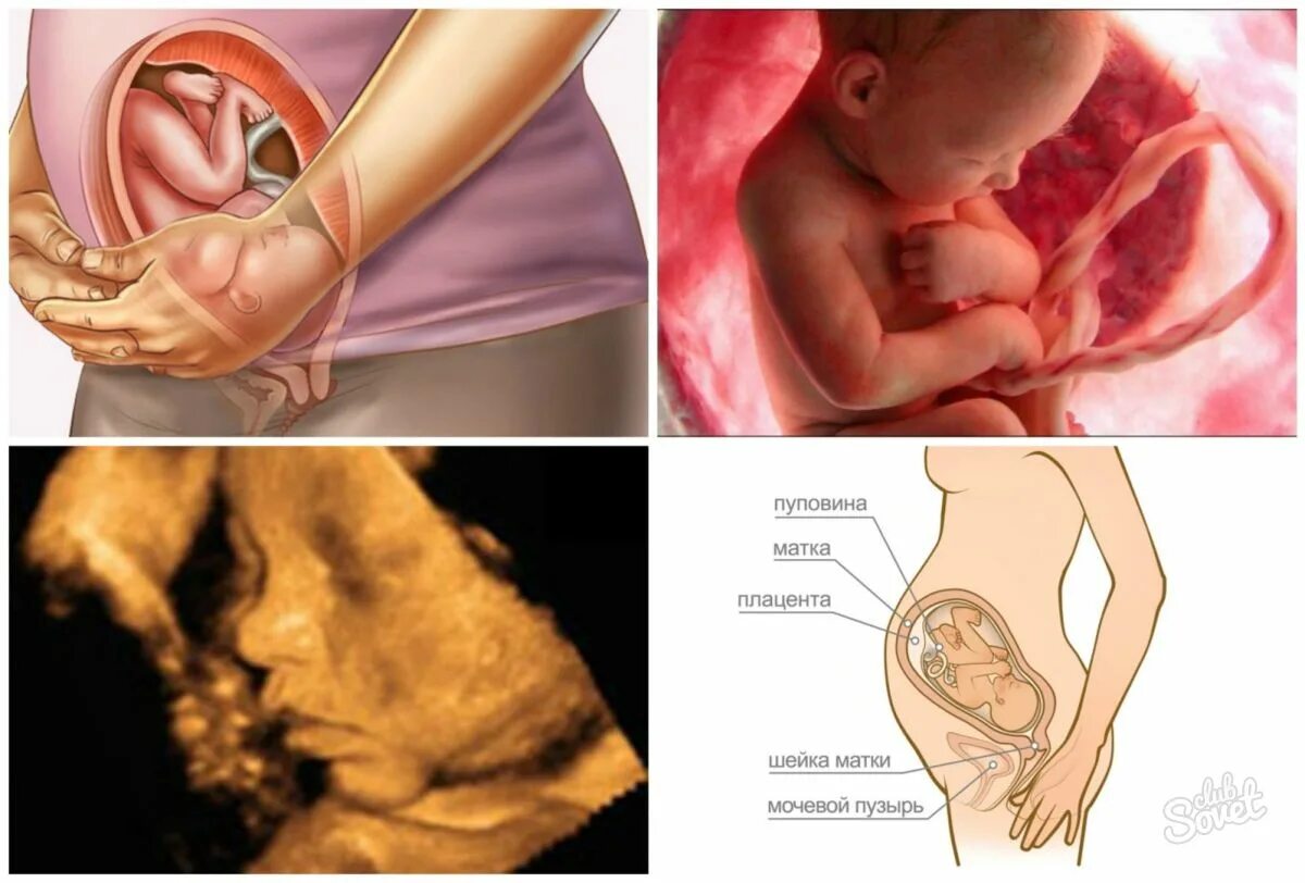 37 неделя развития. Плод на 35-36 неделе беременности. 35 Акушерская неделя беременности. Малыш на 36 неделе беременности в утробе. Расположение ребенка в матке.