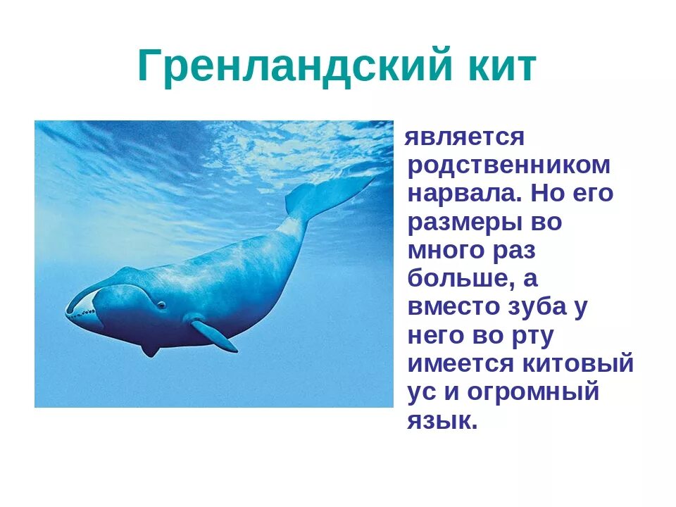 Где живет кит русский язык 1 класс. Гренландский кит красная книга. Гренландский кит описание для детей 4 класса. Гренландский кит место обитания. Китообразные Гренландский (Полярный кит).