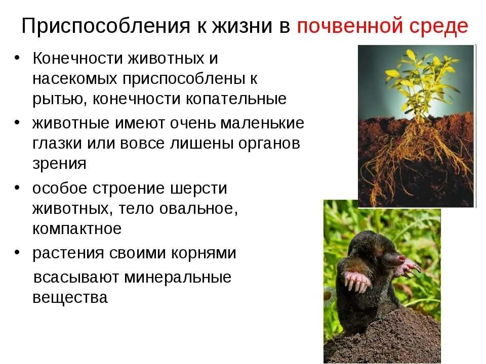 Какие приспособления к окружающей. Приспособленность растений к почвенной среде обитания. почвенная среда приспособления животных и растений. приспособление животных к почвенной среде. приспособления к жизни в почвенной среде.