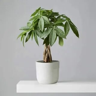Money tree plant