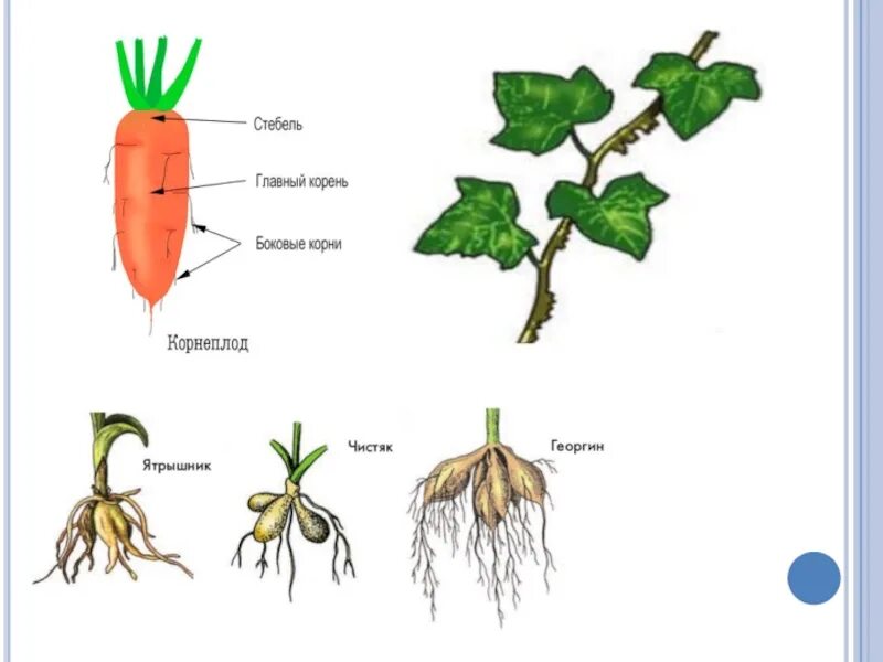 Видоизмененный корень имеется у. Видоизмененные корни моркови. Видоизменение корнеплода моркови. Видоизменения корневой системы растений.
