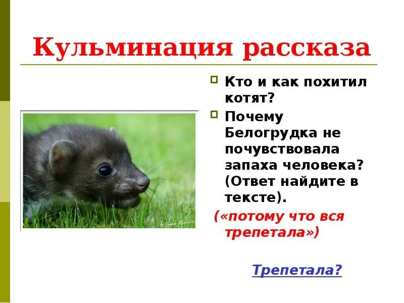 Кратчайшее содержание белогрудка. Белогрудка. рассказ белогрудка. белогрудка текст.