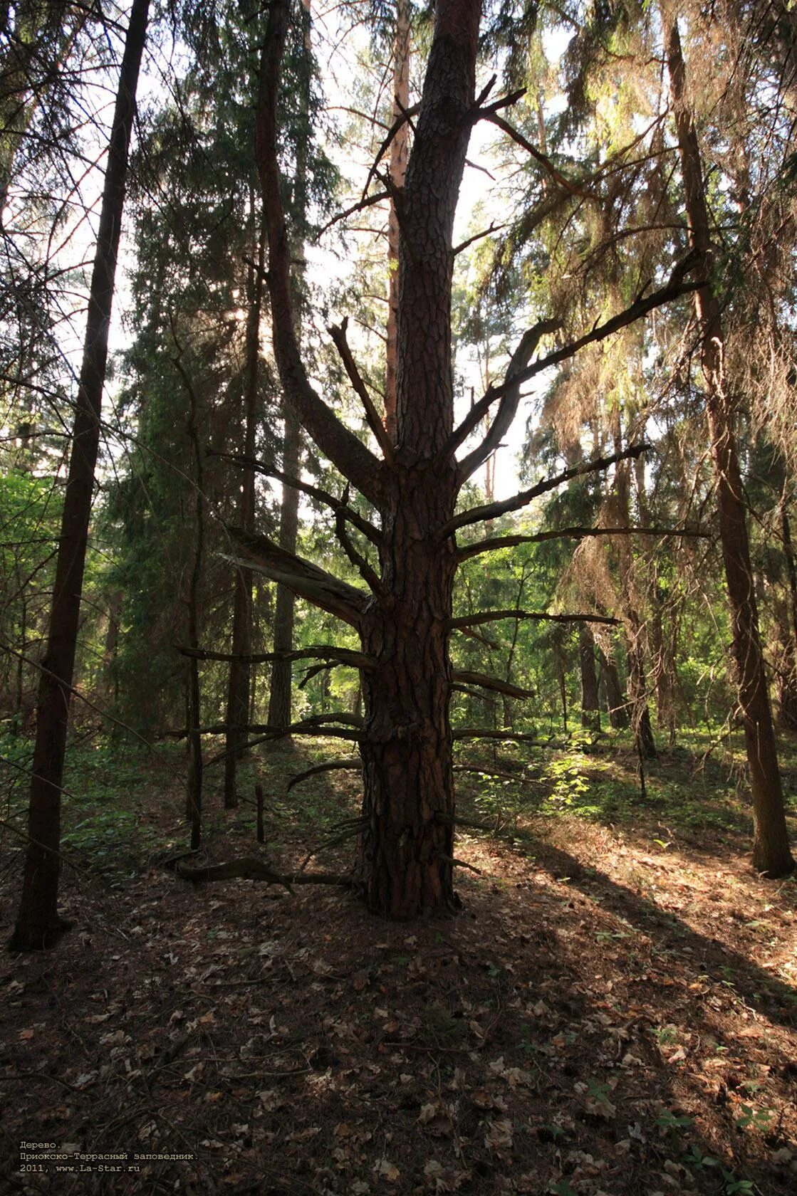 какие деревья в заповеднике