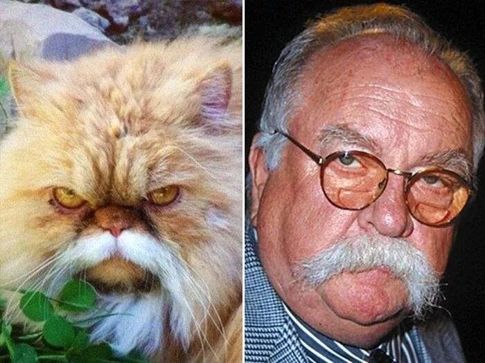 Похож на кота enveel. Коты похожие на знаменитостей. Похож на кота. Кот похожий на человека. Актер похожий на кота.