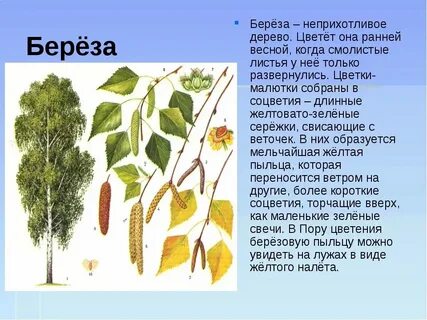 Систематическая группа березы обыкновенной