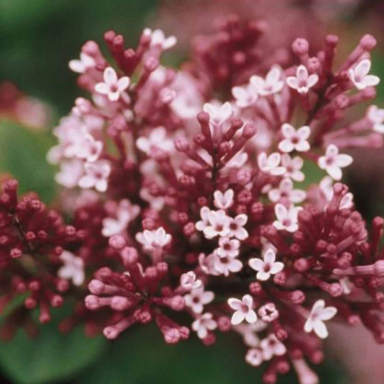 Сирень мейера ред пикси. Сирень ред пикси. Сирень мейера флауэрфеста пинк. Сирень мейера ред пикси. Сирень мейера red pixie.