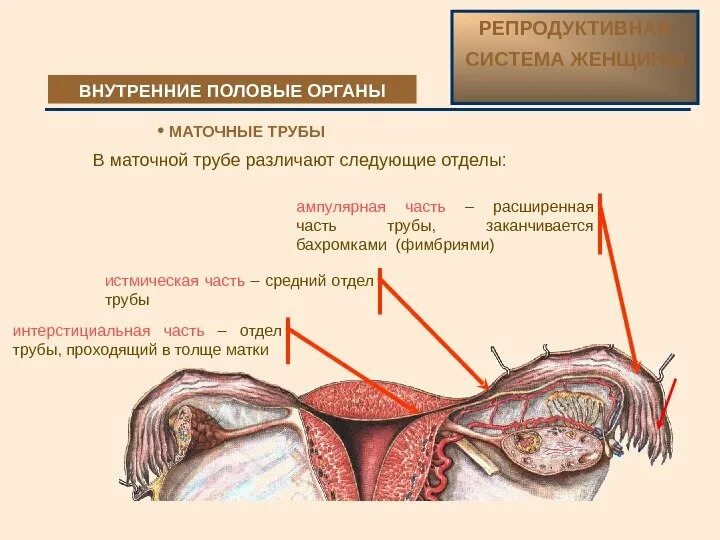 Ампулярной части маточной трубы. Маточная труба отделы маточной трубы. Строение маточной трубы анатомия отделы. Истмический отдел маточной трубы.