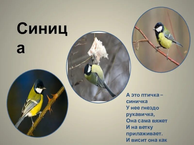 Классный час с презентацией день птиц. Международный день птиц. Классный час с презентацией день птиц. Презентация на тему день птиц. День птиц презентация.