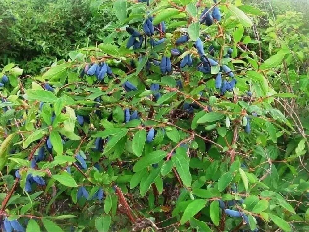 Как выглядит куст жимолости. Жимолость синяя Lonicera caerulea. Жимолость голубое Веретено. Куст жимолость Лазурная. Жимолость съедобная кустарник.