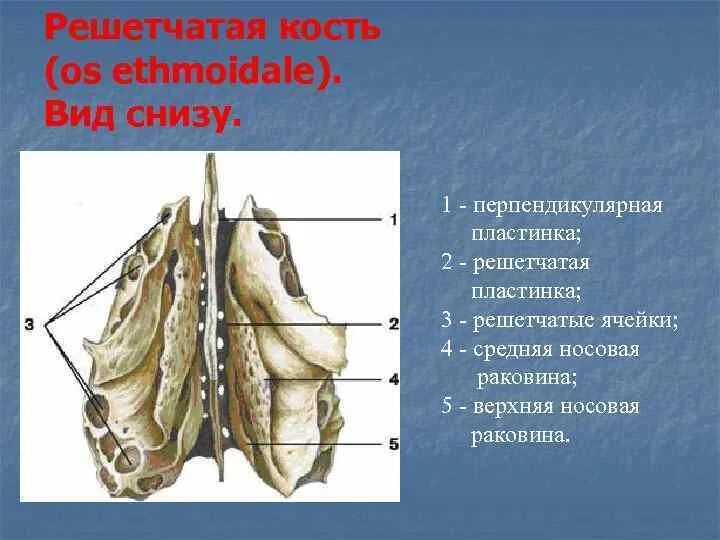 Решетчатая кость строение. Решетчатая кость (os ethmoidale). средняя носовая раковина решетчатая кость. решетчатая кость решетчатая пластинка. решетчатая кость снизу.