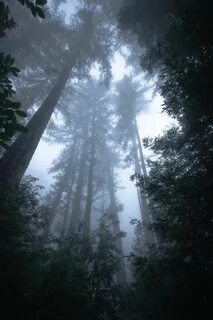 Big forest