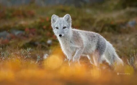 Diverse wildlife