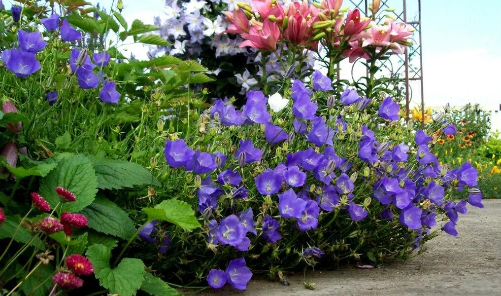 Кампанелла цветок садовый. Колокольчик Карпатский (Campanula Carpatica). Колокольчик Карпатский Перл дип Блю. Колокольчик Карпатский Гном. Карпатский колокольчик из семян в домашних