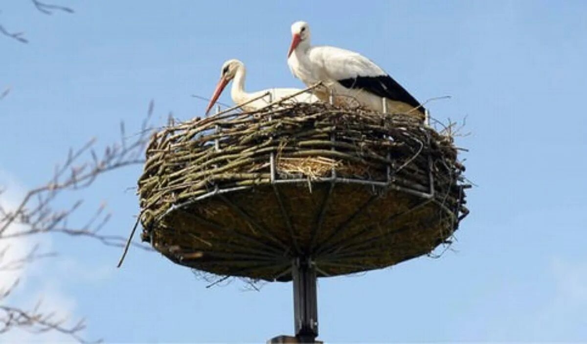 Аисты на дачу
