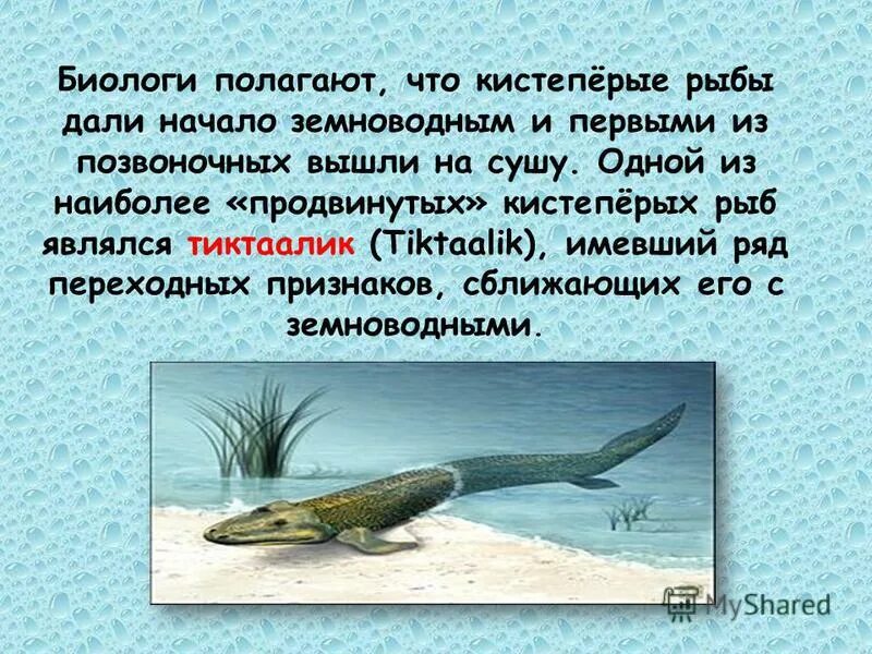 надкласс рыбы. аквариумные рыбки презентация для детей. кто такие рыбы. речные обитатели. рыбы природоведение.