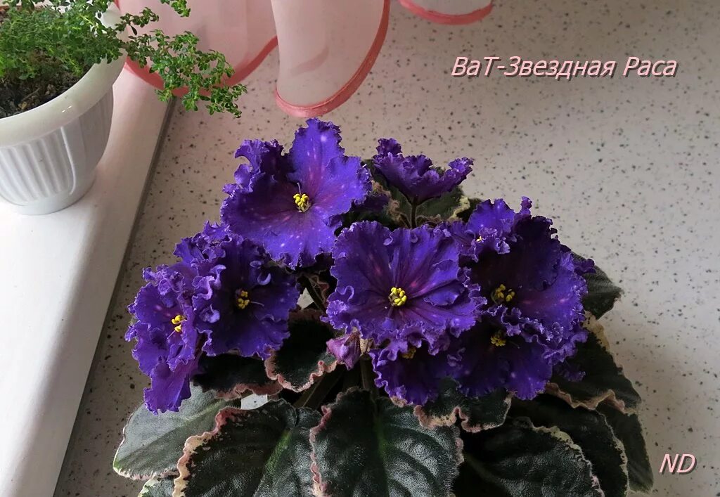 Шиф планета в звездах. Летнее ночное небо. Звездная роса. Цветы ночью. Звездная роса.