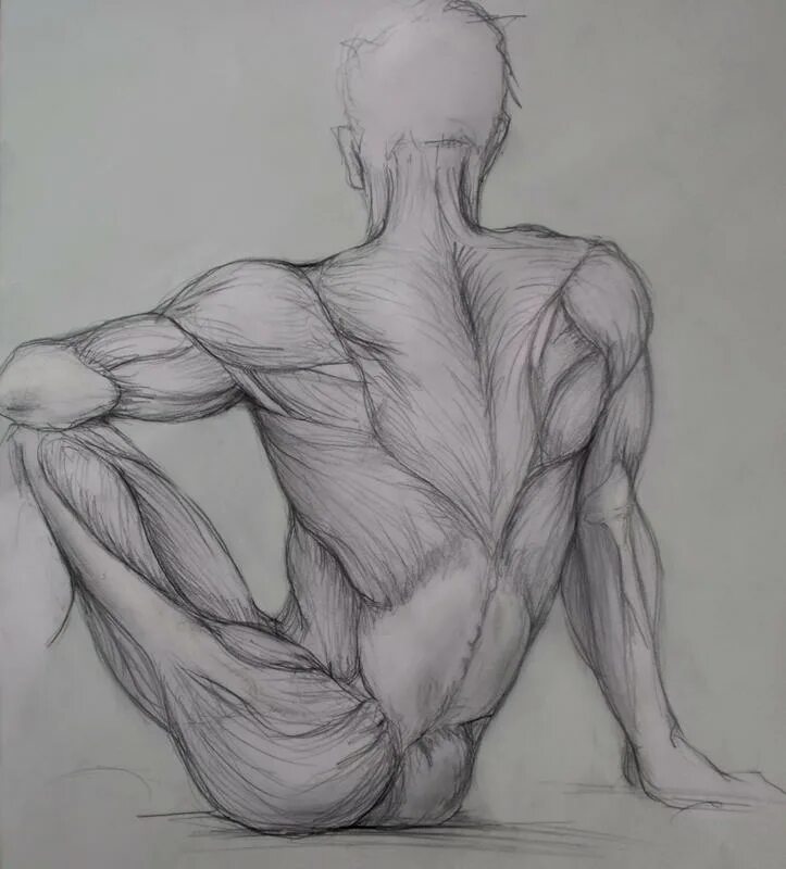 Красивые рисунки тела. Мужское тело для рисования. Тело карандашом. Анатомические зарисовки. Зарисовки тела.
