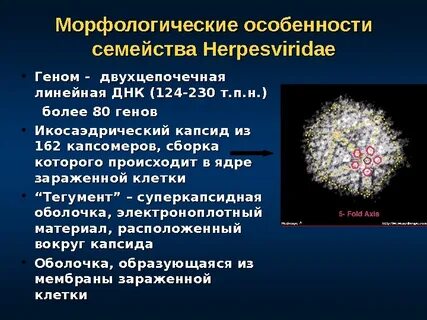 Для вируса герпеса характерно