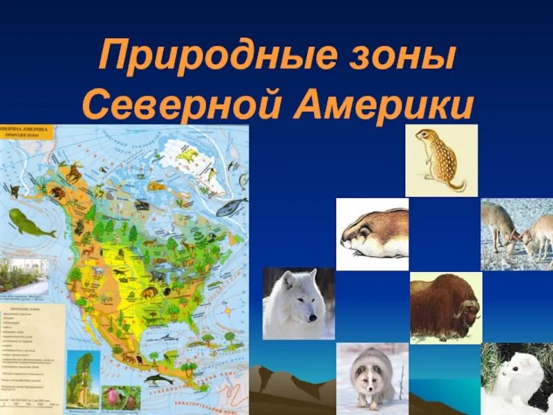 Природная зональность северной америки. Природные зоны материка Северная Америка. Природный соны Северной Америки. Природные зоны Северной ам. Природные зоны Северной Америки животные и растения.