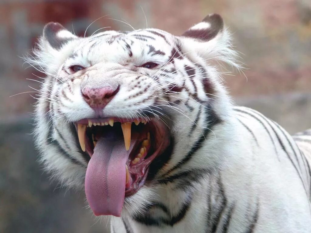 Ди бе бе. Белый тигр альбинос. Тигр альбинос с красными глазами. Тигр с открытым ртом.