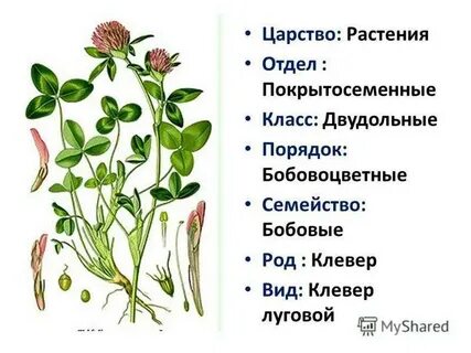 Классификация клевера