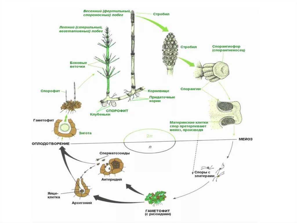 Деление клеток архегония. Циклы развития высших споровых растений. Жизненные циклы споровых растений таблица. Жизненный цикл споровых растений схема. Жизненный цикл развития хвощей.