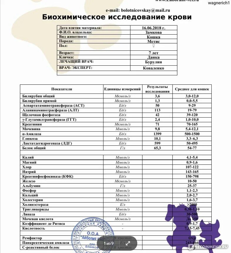 ЛДГ У кошки. Анализ крови кошка ЛДГ что это такое. ЛДГ повышен у кошки. ЛДГ норма у беременных.