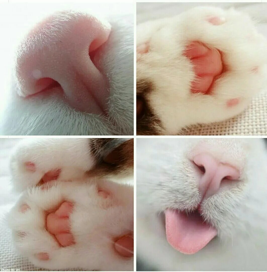Кошачий нос. Кот с розовым носом. Розовый нос. Розовый кошачий нос.