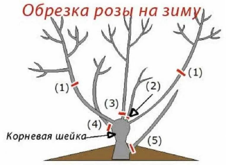 Обрезка роз весной после зимы для начинающих. Схема обрезки роз на зиму. Обрезка роз осенью на зиму. Схема обрезки шрабов роз. Правильная обрезка роз весной схема.