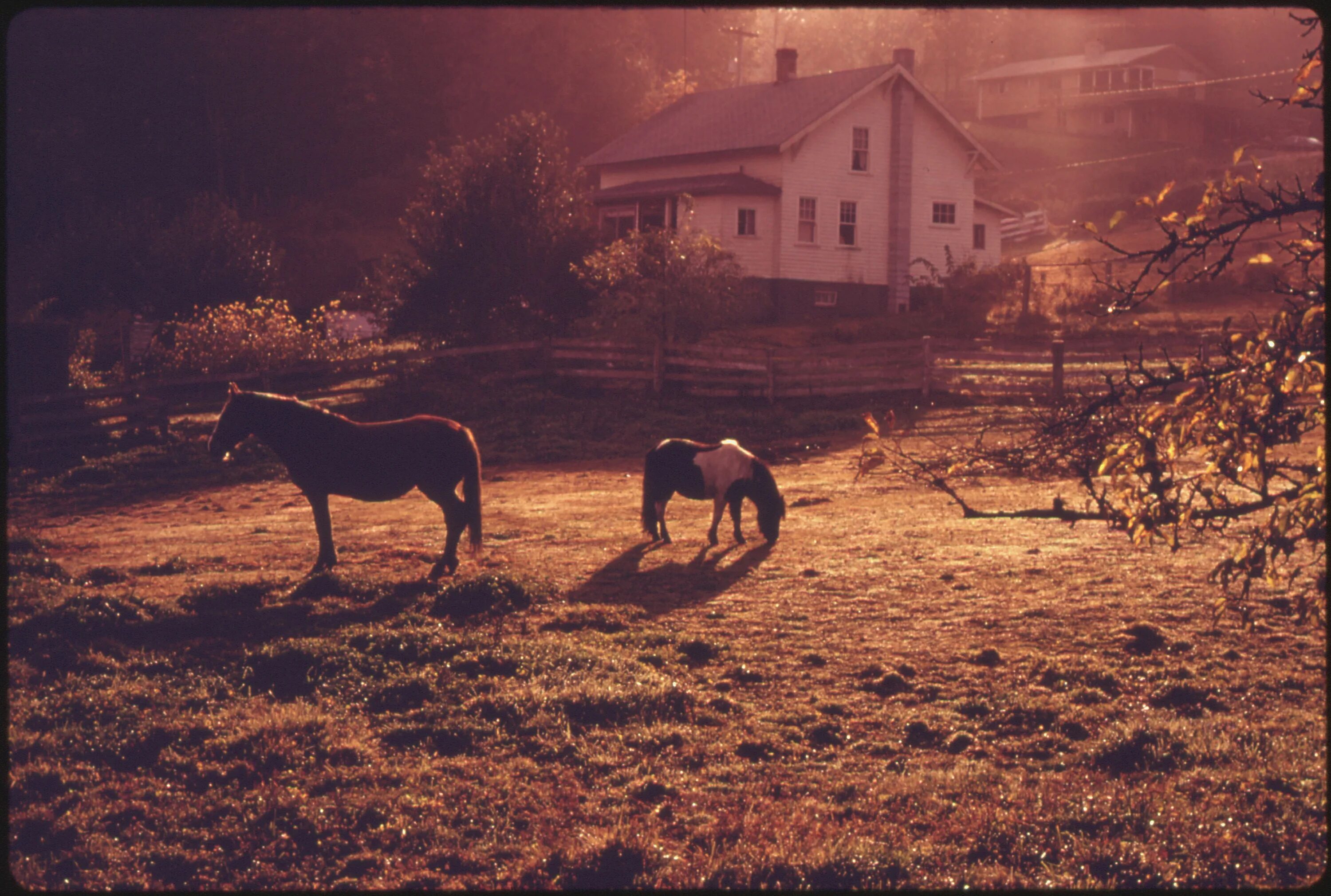 He lives on the farm. Пейзаж сельской местности. Лошади атмосферные. Лошади Эстетика. Лошадь возле дома.