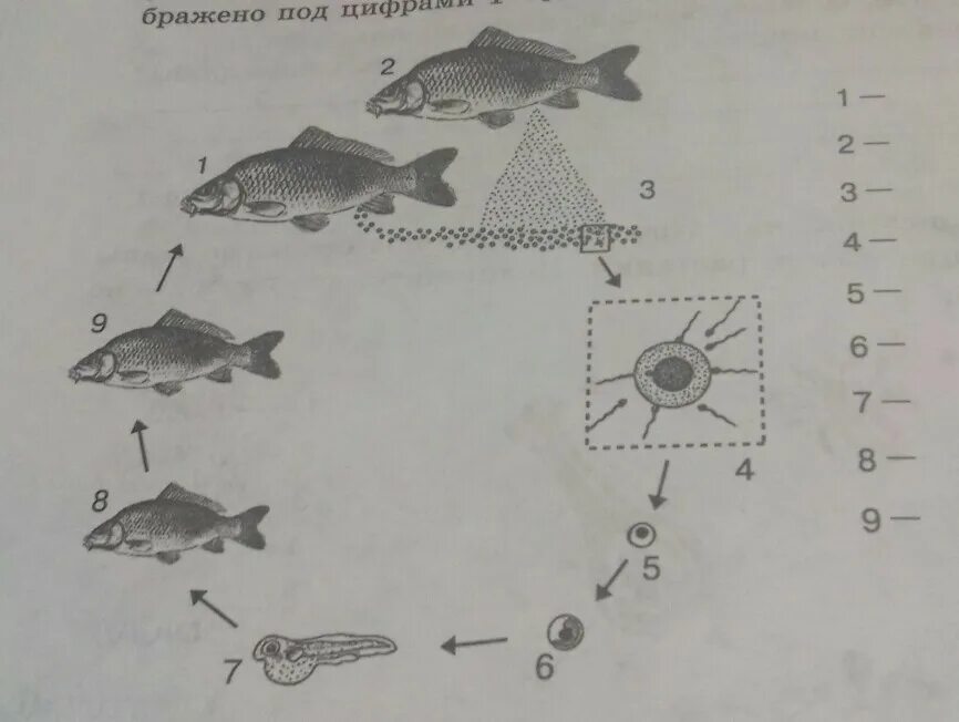 Схема развития рыбы. Цикл развития рыб. Стадии развития рыбы. Основные этапы роста и развития рыбы.