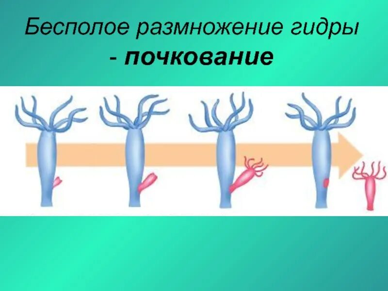 Почкование гидры это бесполое размножение. Размножение гидры почкование. Бесполое размножение гидры. Почкование бесполое размножение. Пресноводная гидра размножается