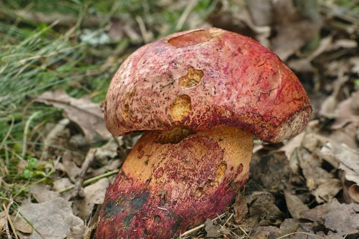 Боровик пурпурный Boletus purpureus. Болетус пурпуровый. Болет (Боровик) пурпурный. Боровик несъедобный Boletus calopus. Боровик 5