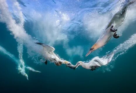 Чайки под водой