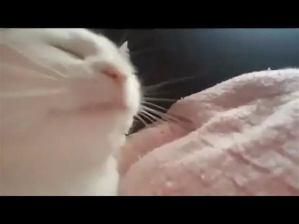 Качан кот. Качан кот